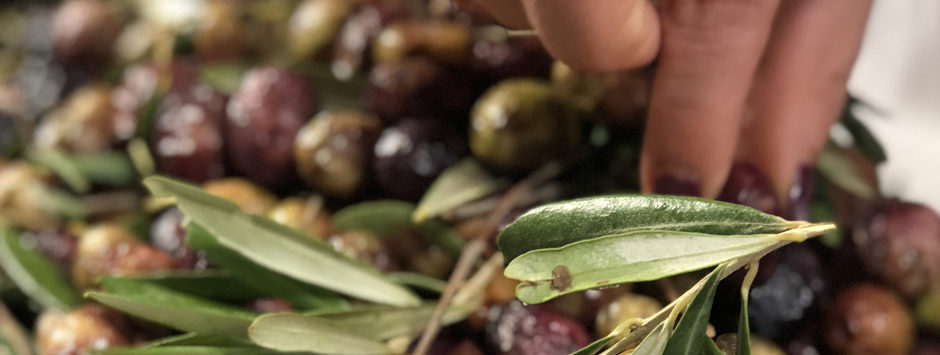 cosmétiques avec huile d'olive