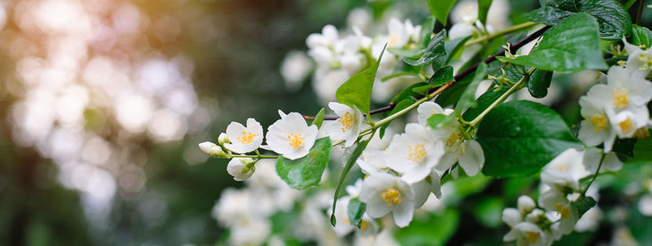 le parfum de jasmin