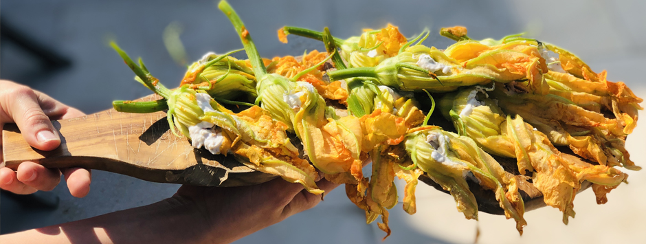 fleurs de courgette