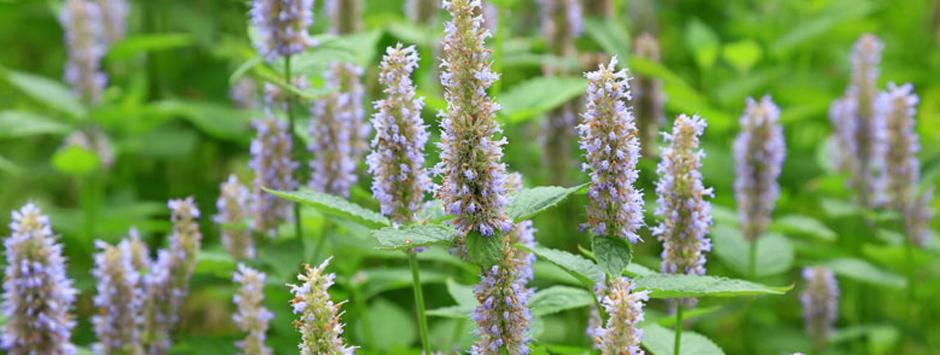 Patchouli in perfumery