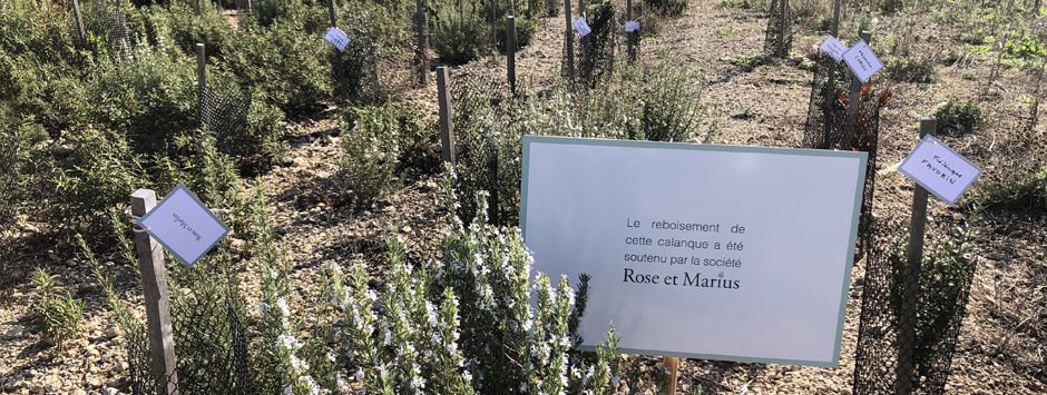 nous plantons des arbres pour vous