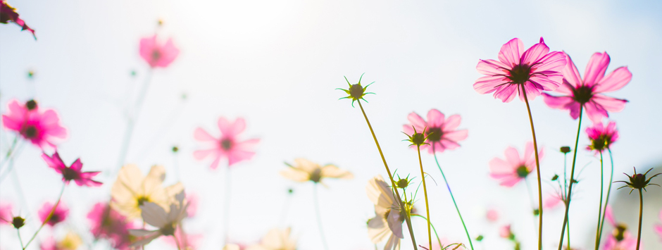 Parfum de printemps