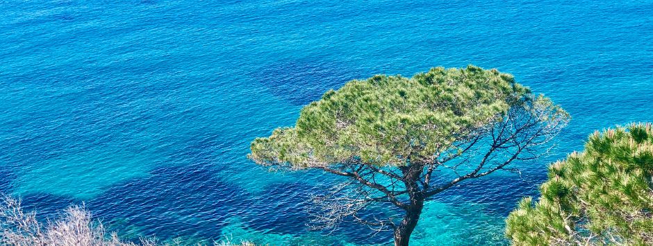 marine calanque saint tropez