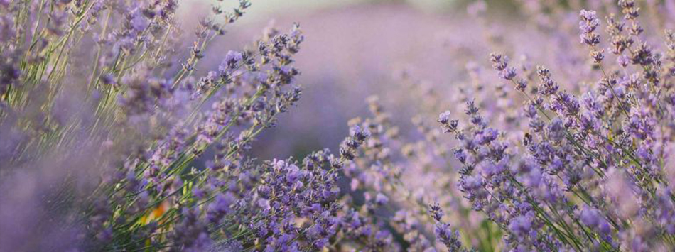 La lavande de Provence : la fragrance d&rsquo;exception qui séduit les plus beaux hôtels de luxe