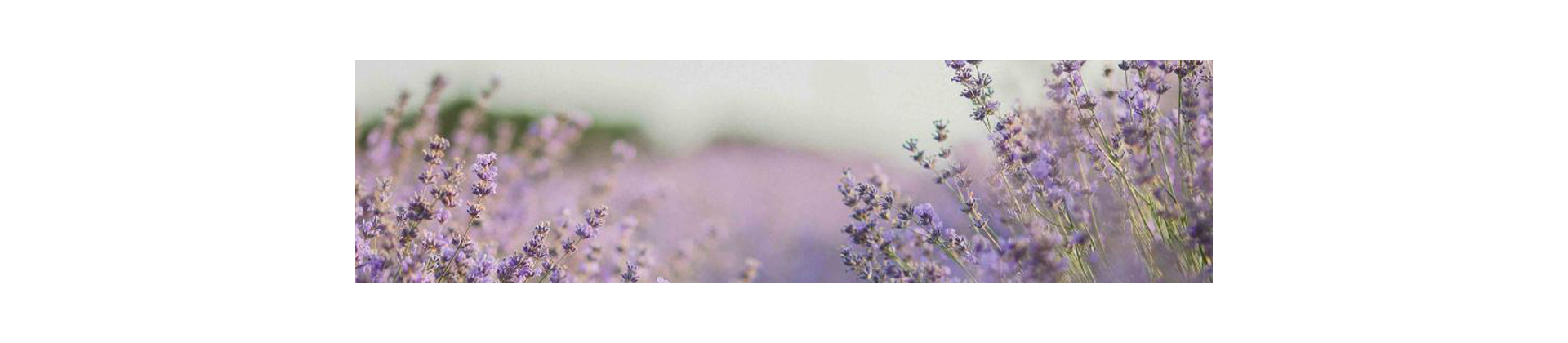 Nouvelle collection à la lavande de Provence