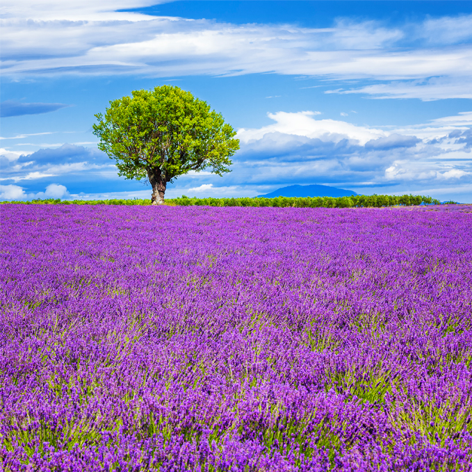 POURQUOI PLÉBISCITER LE MADE IN PROVENCE ?​